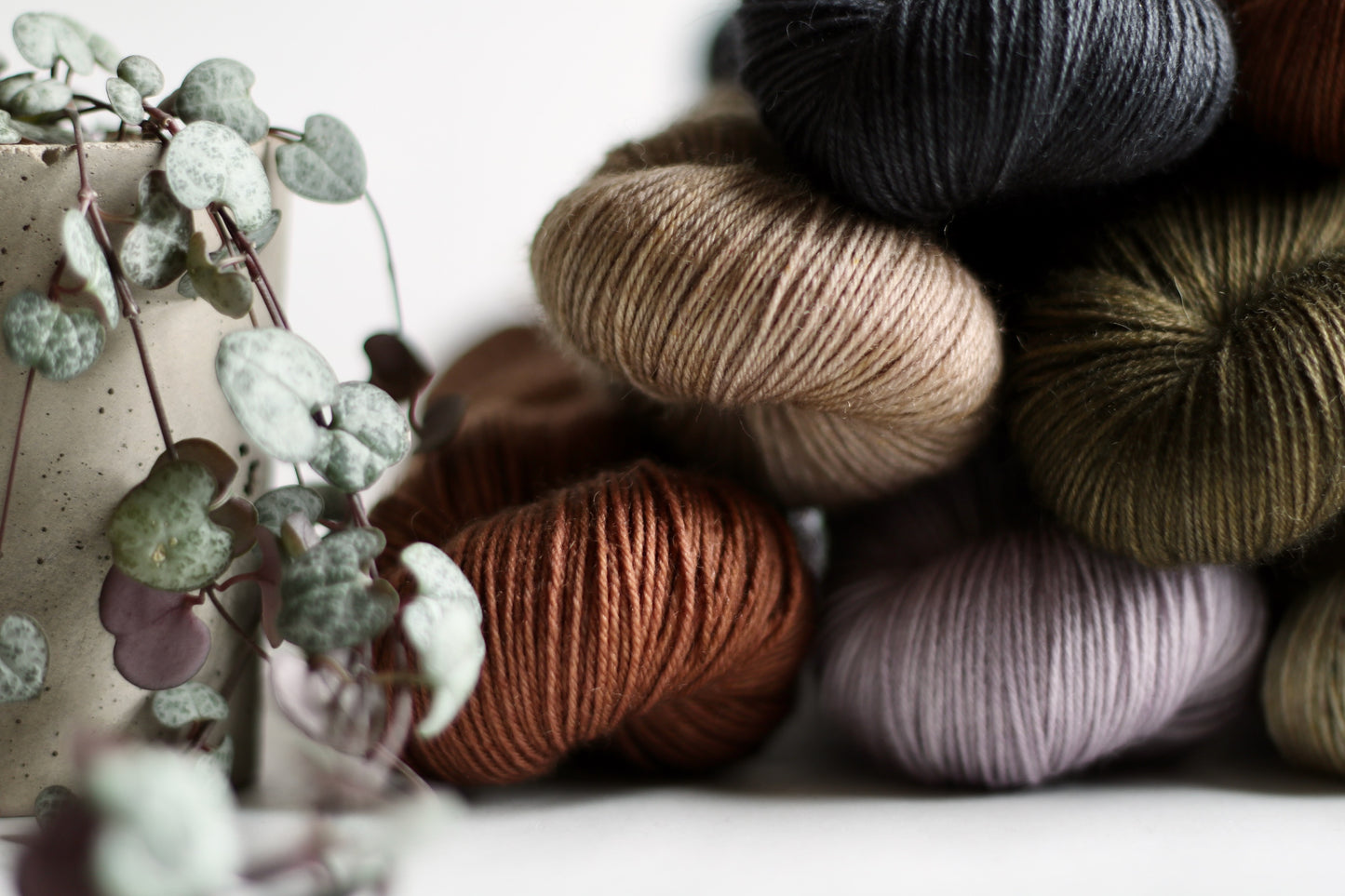 Sorrel //
